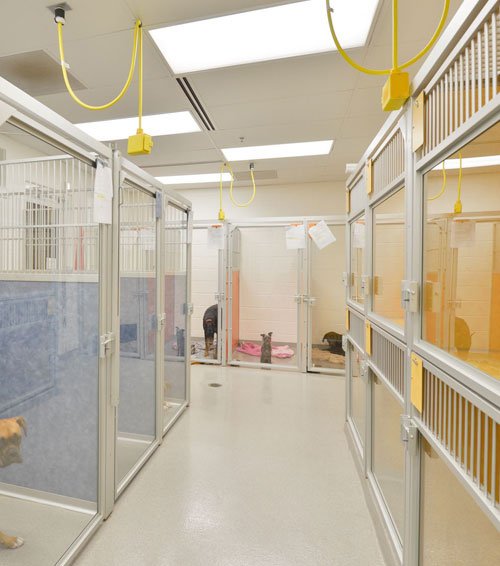 Animal shelter cleaning nyc