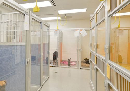 Animal shelter cleaning nyc