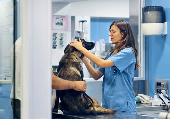 Veterinary Clinic & Animal Hospital Cleaning in NYC